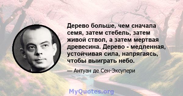 Дерево больше, чем сначала семя, затем стебель, затем живой ствол, а затем мертвая древесина. Дерево - медленная, устойчивая сила, напрягаясь, чтобы выиграть небо.