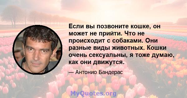 Если вы позвоните кошке, он может не прийти. Что не происходит с собаками. Они разные виды животных. Кошки очень сексуальны, я тоже думаю, как они движутся.