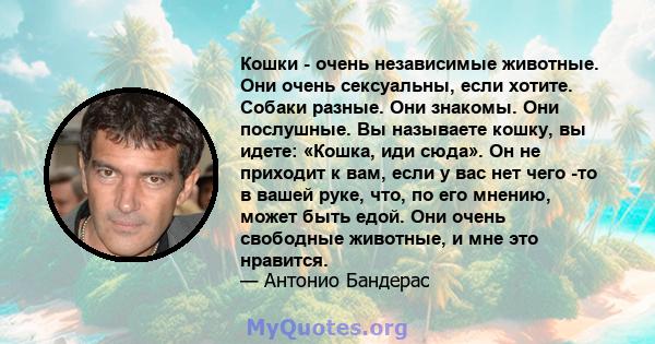 Кошки - очень независимые животные. Они очень сексуальны, если хотите. Собаки разные. Они знакомы. Они послушные. Вы называете кошку, вы идете: «Кошка, иди сюда». Он не приходит к вам, если у вас нет чего -то в вашей