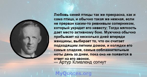 Любовь синей птицы так же прекрасна, как и сама птица, и обычно такая же нежная, если не прерван каким-то ревнивым соперником, который украдет его невесту; Тогда мягкость дает место активному бою. Мужчина обычно