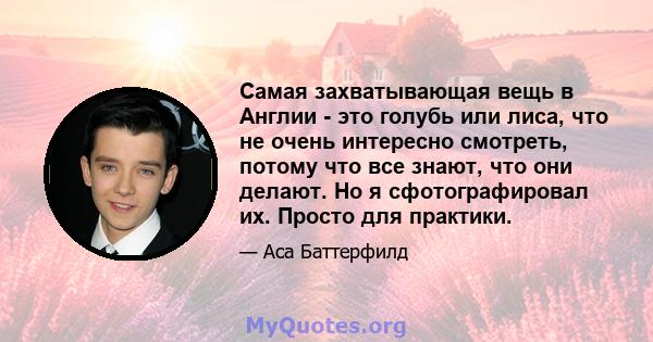 Самая захватывающая вещь в Англии - это голубь или лиса, что не очень интересно смотреть, потому что все знают, что они делают. Но я сфотографировал их. Просто для практики.