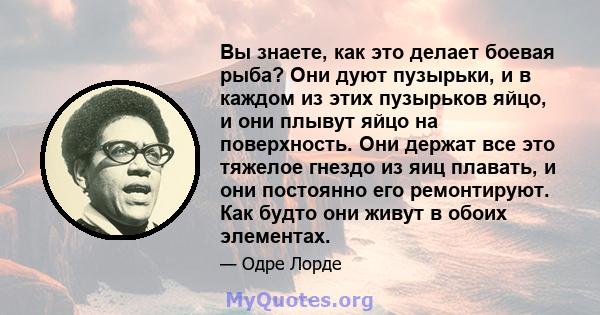 Вы знаете, как это делает боевая рыба? Они дуют пузырьки, и в каждом из этих пузырьков яйцо, и они плывут яйцо на поверхность. Они держат все это тяжелое гнездо из яиц плавать, и они постоянно его ремонтируют. Как будто 