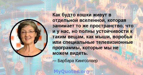 Как будто кошки живут в отдельной вселенной, которая занимает то же пространство, что и у нас, но полны устойчивости к таким вещам, как мыши, воробья или специальные телевизионные программы, которые мы не можем видеть.