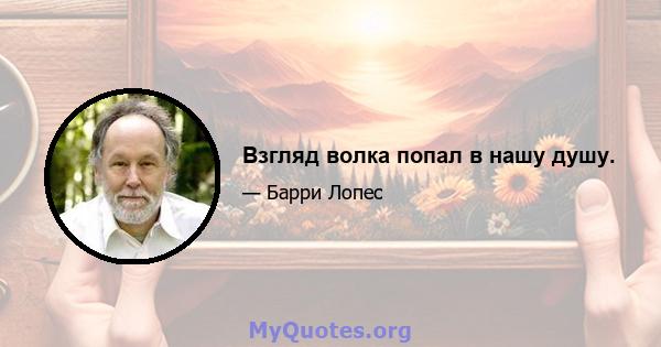 Взгляд волка попал в нашу душу.