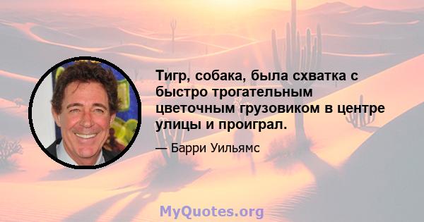 Тигр, собака, была схватка с быстро трогательным цветочным грузовиком в центре улицы и проиграл.