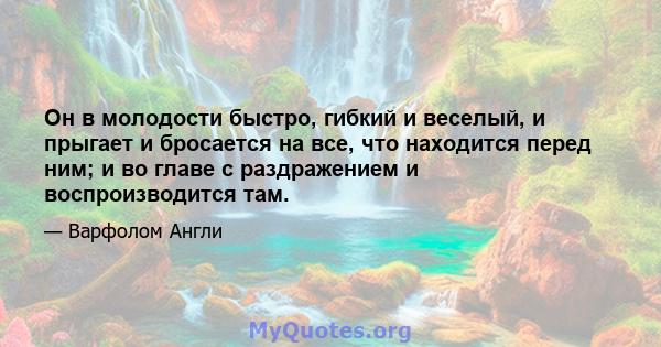 Он в молодости быстро, гибкий и веселый, и прыгает и бросается на все, что находится перед ним; и во главе с раздражением и воспроизводится там.