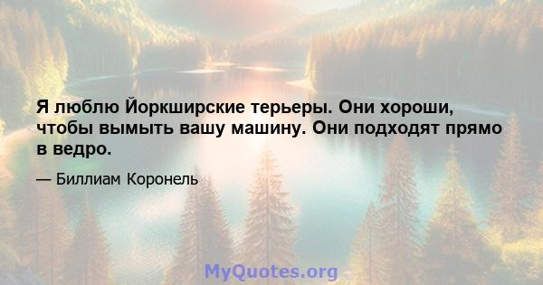 Я люблю Йоркширские терьеры. Они хороши, чтобы вымыть вашу машину. Они подходят прямо в ведро.