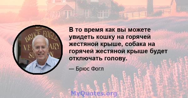 В то время как вы можете увидеть кошку на горячей жестяной крыше, собака на горячей жестяной крыше будет отключать голову.