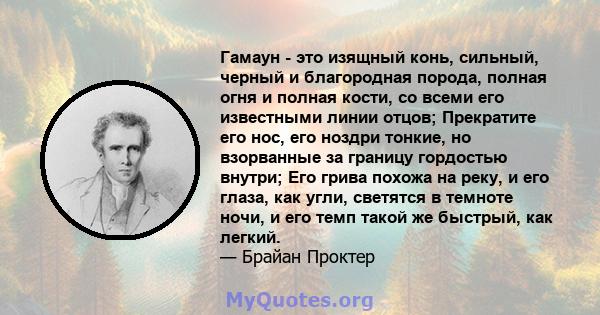 Гамаун - это изящный конь, сильный, черный и благородная порода, полная огня и полная кости, со всеми его известными линии отцов; Прекратите его нос, его ноздри тонкие, но взорванные за границу гордостью внутри; Его