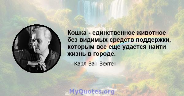 Кошка - единственное животное без видимых средств поддержки, которым все еще удается найти жизнь в городе.