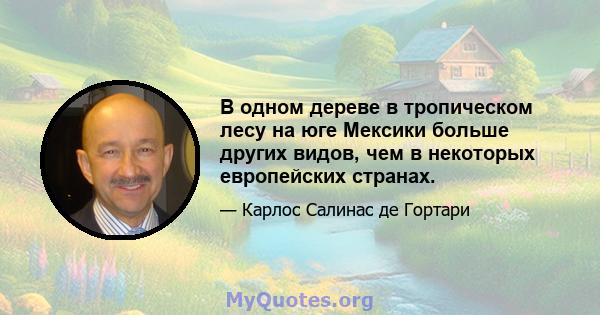 В одном дереве в тропическом лесу на юге Мексики больше других видов, чем в некоторых европейских странах.