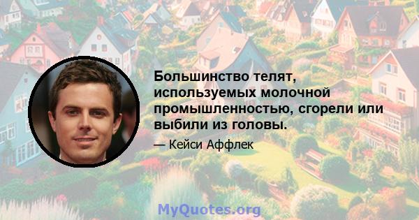 Большинство телят, используемых молочной промышленностью, сгорели или выбили из головы.