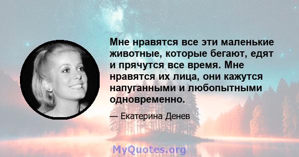 Мне нравятся все эти маленькие животные, которые бегают, едят и прячутся все время. Мне нравятся их лица, они кажутся напуганными и любопытными одновременно.