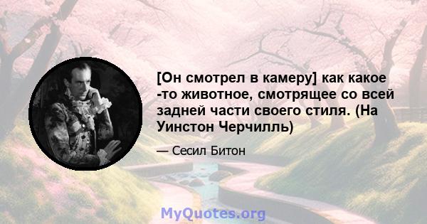[Он смотрел в камеру] как какое -то животное, смотрящее со всей задней части своего стиля. (На Уинстон Черчилль)