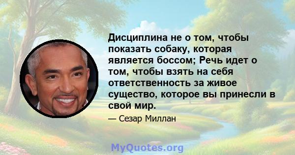 Дисциплина не о том, чтобы показать собаку, которая является боссом; Речь идет о том, чтобы взять на себя ответственность за живое существо, которое вы принесли в свой мир.