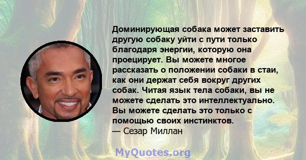 Доминирующая собака может заставить другую собаку уйти с пути только благодаря энергии, которую она проецирует. Вы можете многое рассказать о положении собаки в стаи, как они держат себя вокруг других собак. Читая язык