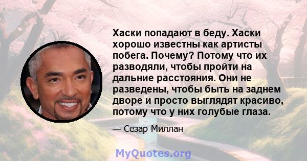 Хаски попадают в беду. Хаски хорошо известны как артисты побега. Почему? Потому что их разводяли, чтобы пройти на дальние расстояния. Они не разведены, чтобы быть на заднем дворе и просто выглядят красиво, потому что у