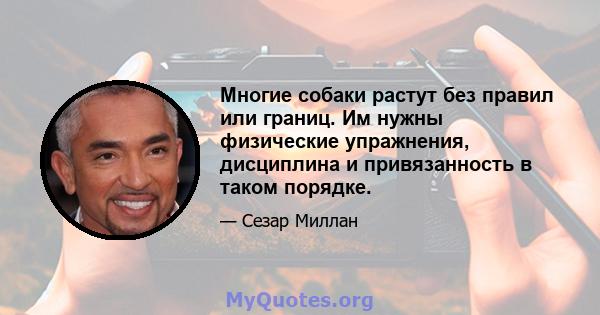 Многие собаки растут без правил или границ. Им нужны физические упражнения, дисциплина и привязанность в таком порядке.