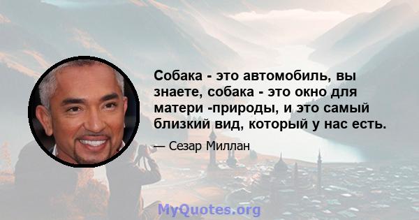 Собака - это автомобиль, вы знаете, собака - это окно для матери -природы, и это самый близкий вид, который у нас есть.