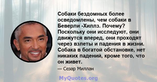 Собаки бездомных более осведомлены, чем собаки в Беверли -Хиллз. Почему? Поскольку они исследуют, они движутся вперед, они проходят через взлеты и падения в жизни. Собака в богатой обстановке, нет никаких падений, кроме 