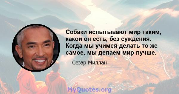 Собаки испытывают мир таким, какой он есть, без суждения. Когда мы учимся делать то же самое, мы делаем мир лучше.