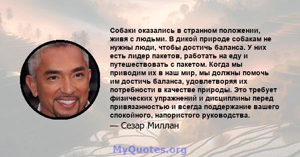 Собаки оказались в странном положении, живя с людьми. В дикой природе собакам не нужны люди, чтобы достичь баланса. У них есть лидер пакетов, работать на еду и путешествовать с пакетом. Когда мы приводим их в наш мир,