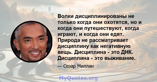 Волки дисциплинированы не только когда они охотятся, но и когда они путешествуют, когда играют, и когда они едят. Природа не рассматривает дисциплину как негативную вещь. Дисциплина - это ДНК. Дисциплина - это выживание.