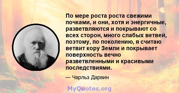 По мере роста роста свежими почками, и они, хотя и энергичные, разветвляются и покрывают со всех сторон, много слабых ветвей, поэтому, по поколению, я считаю ветвит кору Земли и покрывает поверхность вечно