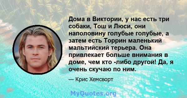 Дома в Виктории, у нас есть три собаки, Тош и Люси, они наполовину голубые голубые, а затем есть Торрин маленький мальтийский терьера. Она привлекает больше внимания в доме, чем кто -либо другой! Да, я очень скучаю по