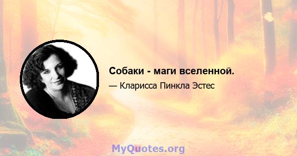 Собаки - маги вселенной.