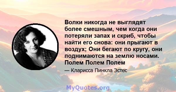 Волки никогда не выглядят более смешным, чем когда они потеряли запах и скриб, чтобы найти его снова: они прыгают в воздух; Они бегают по кругу, они поднимаются на землю носами. Полем Полем Полем