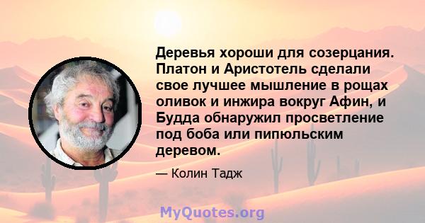 Деревья хороши для созерцания. Платон и Аристотель сделали свое лучшее мышление в рощах оливок и инжира вокруг Афин, и Будда обнаружил просветление под боба или пипюльским деревом.