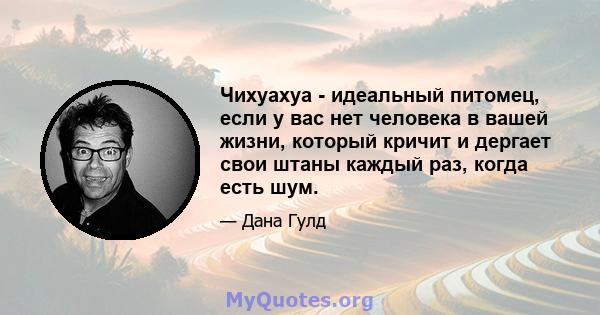 Чихуахуа - идеальный питомец, если у вас нет человека в вашей жизни, который кричит и дергает свои штаны каждый раз, когда есть шум.