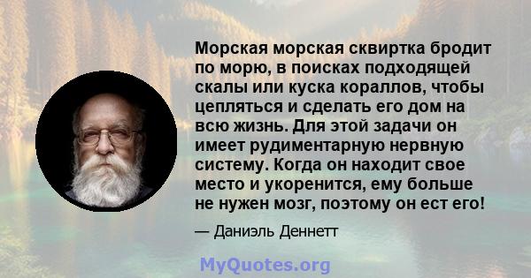 Морская морская сквиртка бродит по морю, в поисках подходящей скалы или куска кораллов, чтобы цепляться и сделать его дом на всю жизнь. Для этой задачи он имеет рудиментарную нервную систему. Когда он находит свое место 