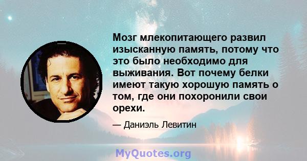 Мозг млекопитающего развил изысканную память, потому что это было необходимо для выживания. Вот почему белки имеют такую ​​хорошую память о том, где они похоронили свои орехи.