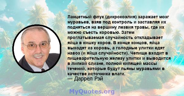 Ланцетный флук (дикрокоэлия) заражает мозг муравьев, взяв под контроль и заставляя их подняться на вершину лезвия травы, где их можно съесть коровью. Затем проглатываемая случайность откладывает яйца в кишку коров. В