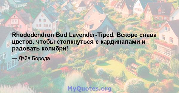 Rhododendron Bud Lavender-Tiped. Вскоре слава цветов, чтобы столкнуться с кардиналами и радовать колибри!