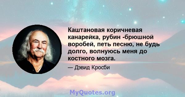 Каштановая коричневая канарейка, рубин -брюшной воробей, петь песню, не будь долго, волнуюсь меня до костного мозга.