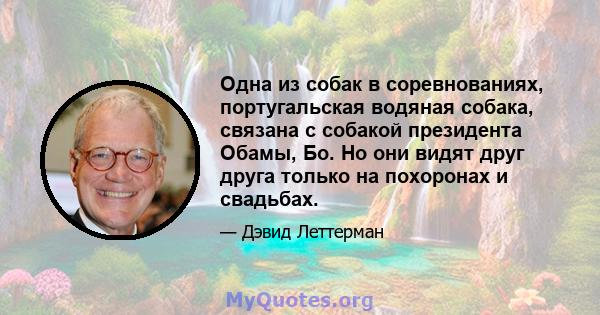 Одна из собак в соревнованиях, португальская водяная собака, связана с собакой президента Обамы, Бо. Но они видят друг друга только на похоронах и свадьбах.