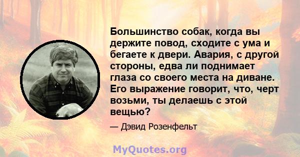 Большинство собак, когда вы держите повод, сходите с ума и бегаете к двери. Авария, с другой стороны, едва ли поднимает глаза со своего места на диване. Его выражение говорит, что, черт возьми, ты делаешь с этой вещью?