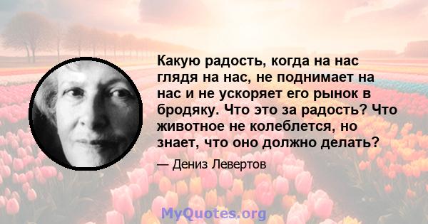 Какую радость, когда на нас глядя на нас, не поднимает на нас и не ускоряет его рынок в бродяку. Что это за радость? Что животное не колеблется, но знает, что оно должно делать?