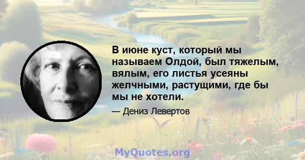 В июне куст, который мы называем Олдой, был тяжелым, вялым, его листья усеяны желчными, растущими, где бы мы не хотели.