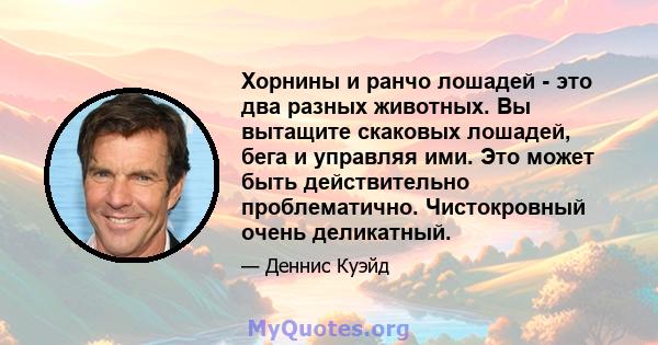 Хорнины и ранчо лошадей - это два разных животных. Вы вытащите скаковых лошадей, бега и управляя ими. Это может быть действительно проблематично. Чистокровный очень деликатный.