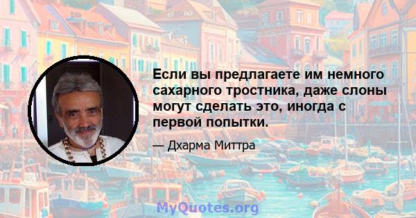 Если вы предлагаете им немного сахарного тростника, даже слоны могут сделать это, иногда с первой попытки.