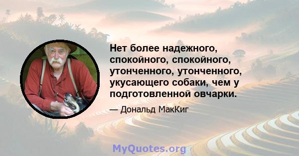 Нет более надежного, спокойного, спокойного, утонченного, утонченного, укусающего собаки, чем у подготовленной овчарки.