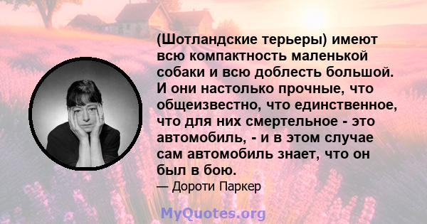 (Шотландские терьеры) имеют всю компактность маленькой собаки и всю доблесть большой. И они настолько прочные, что общеизвестно, что единственное, что для них смертельное - это автомобиль, - и в этом случае сам