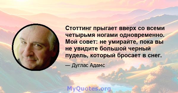 Стоттинг прыгает вверх со всеми четырьмя ногами одновременно. Мой совет: не умирайте, пока вы не увидите большой черный пудель, который бросает в снег.