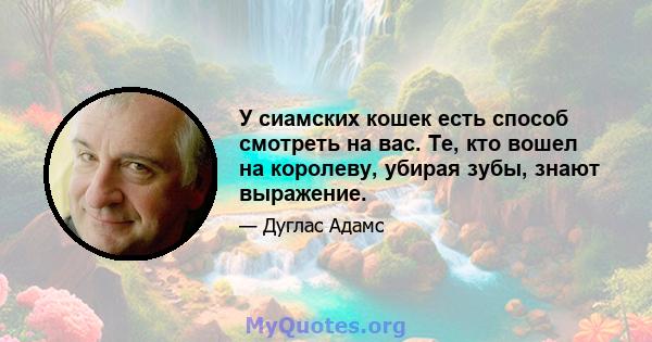 У сиамских кошек есть способ смотреть на вас. Те, кто вошел на королеву, убирая зубы, знают выражение.