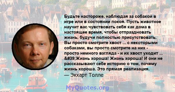 Будьте настороже, наблюдая за собакой в ​​игре или в состоянии покоя. Пусть животное научит вас чувствовать себя как дома в настоящее время, чтобы отпраздновать жизнь, будучи полностью присутствовать. Вы просто смотрите 