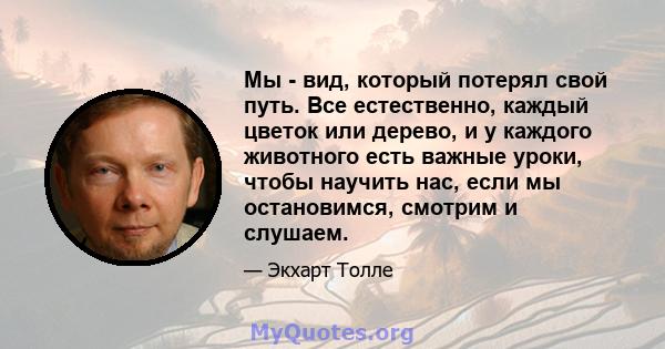 Мы - вид, который потерял свой путь. Все естественно, каждый цветок или дерево, и у каждого животного есть важные уроки, чтобы научить нас, если мы остановимся, смотрим и слушаем.